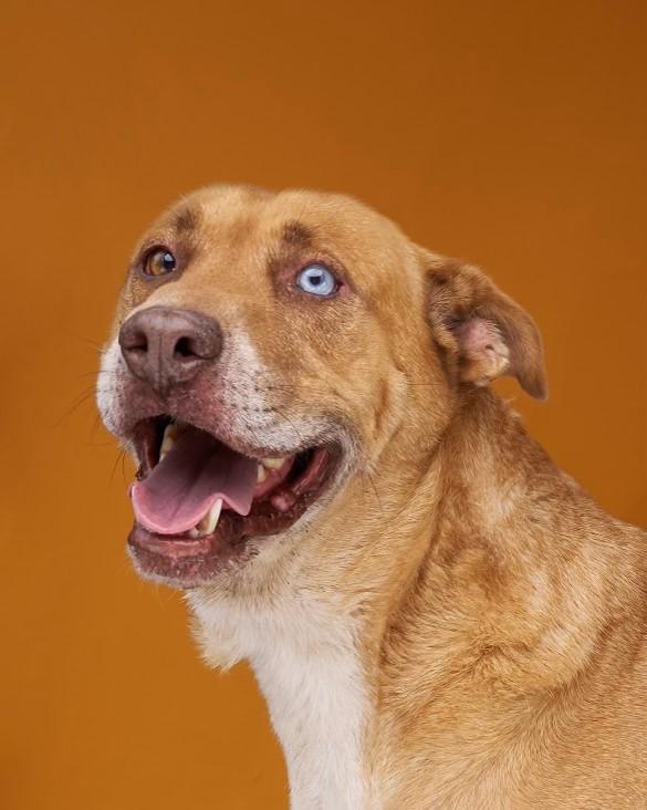 Bear1, a Adoptable mixed breed in Sullivan City, TX image 2/6