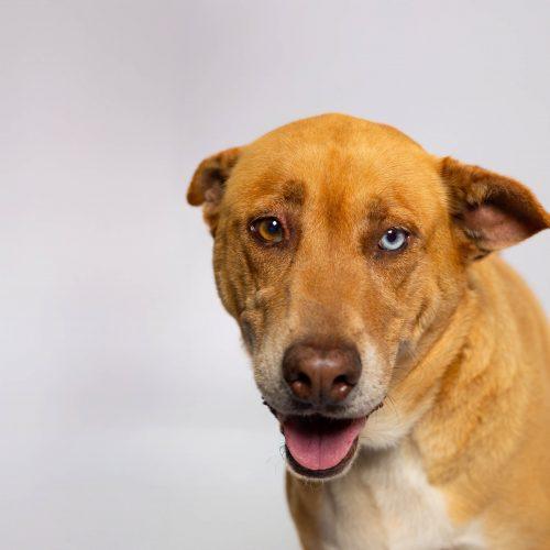 Bear1, a Adoptable mixed breed in Sullivan City, TX image 3/6
