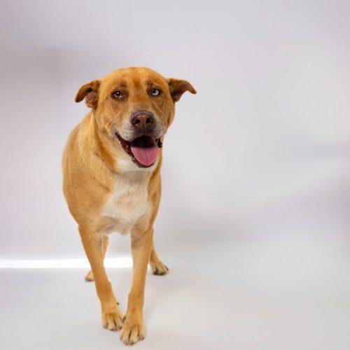 Bear1, a Adoptable mixed breed in Sullivan City, TX image 4/6