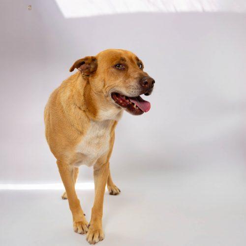 Bear1, a Adoptable mixed breed in Sullivan City, TX image 5/6
