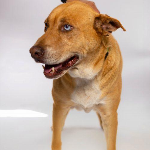 Bear1, a Adoptable mixed breed in Sullivan City, TX image 6/6