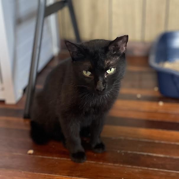 Luna, a Adoptable Domestic Short Hair in Port Wentworth, GA image 4/5