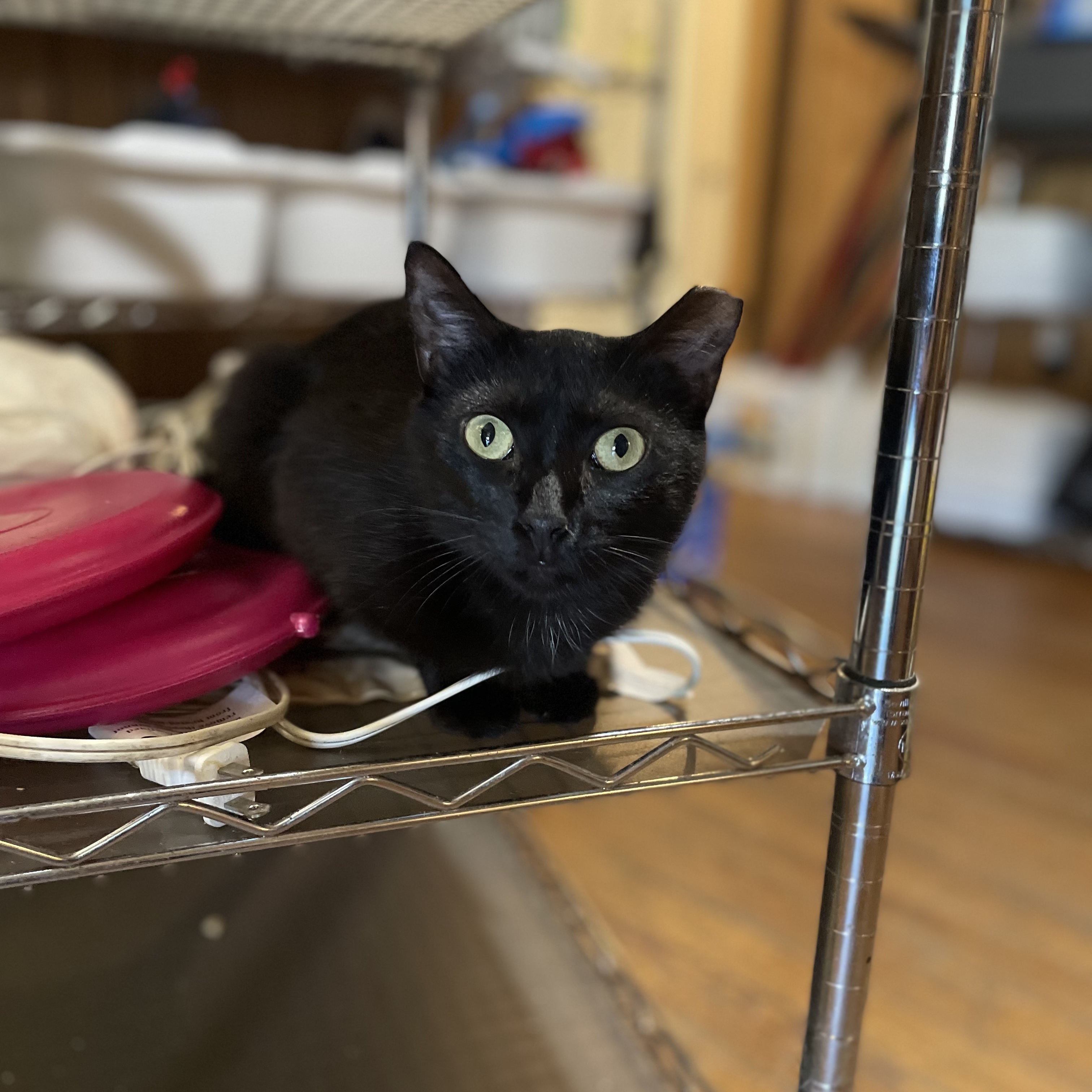 Luna, a Adoptable Domestic Short Hair in Port Wentworth, GA image 3/5