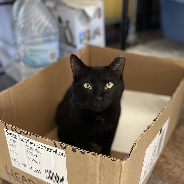 Luna, a Adoptable Domestic Short Hair in Port Wentworth, GA image 1/5