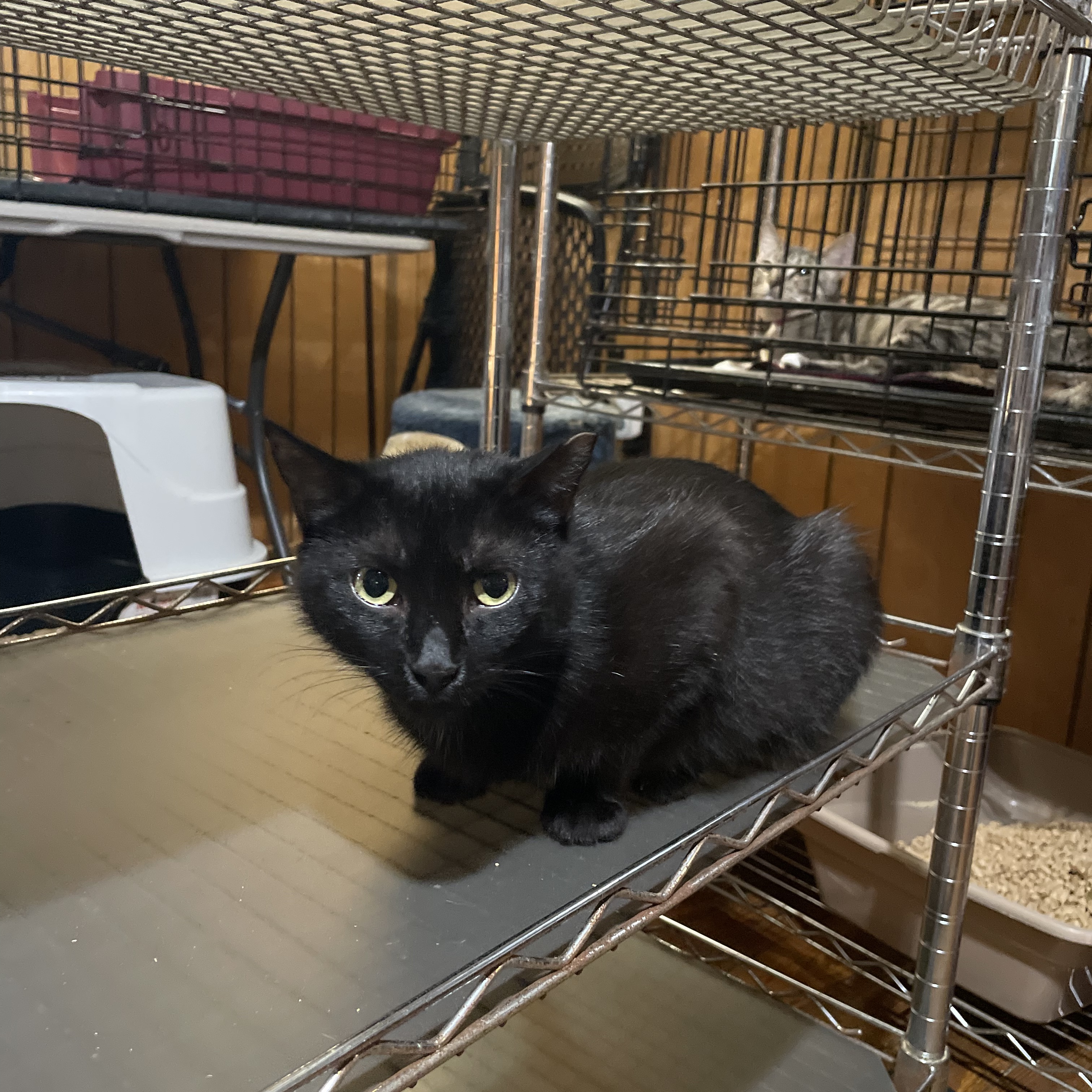 Luna, a Adoptable Domestic Short Hair in Port Wentworth, GA image 5/5