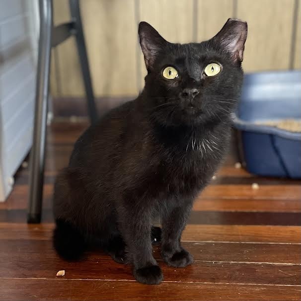 Luna, a Adoptable Domestic Short Hair in Port Wentworth, GA image 2/5