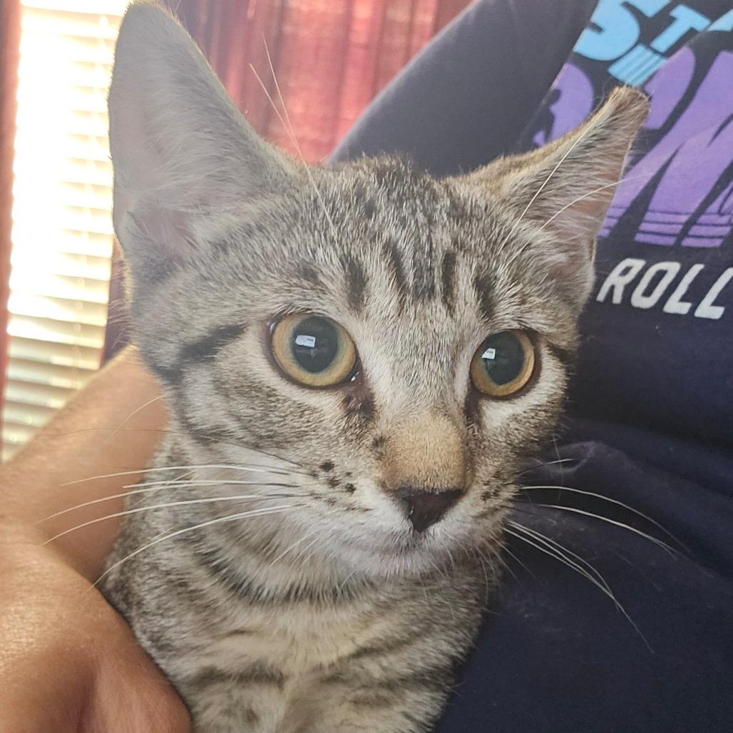 Ginger Ale, Adoptable, Young Female Domestic Short Hair.