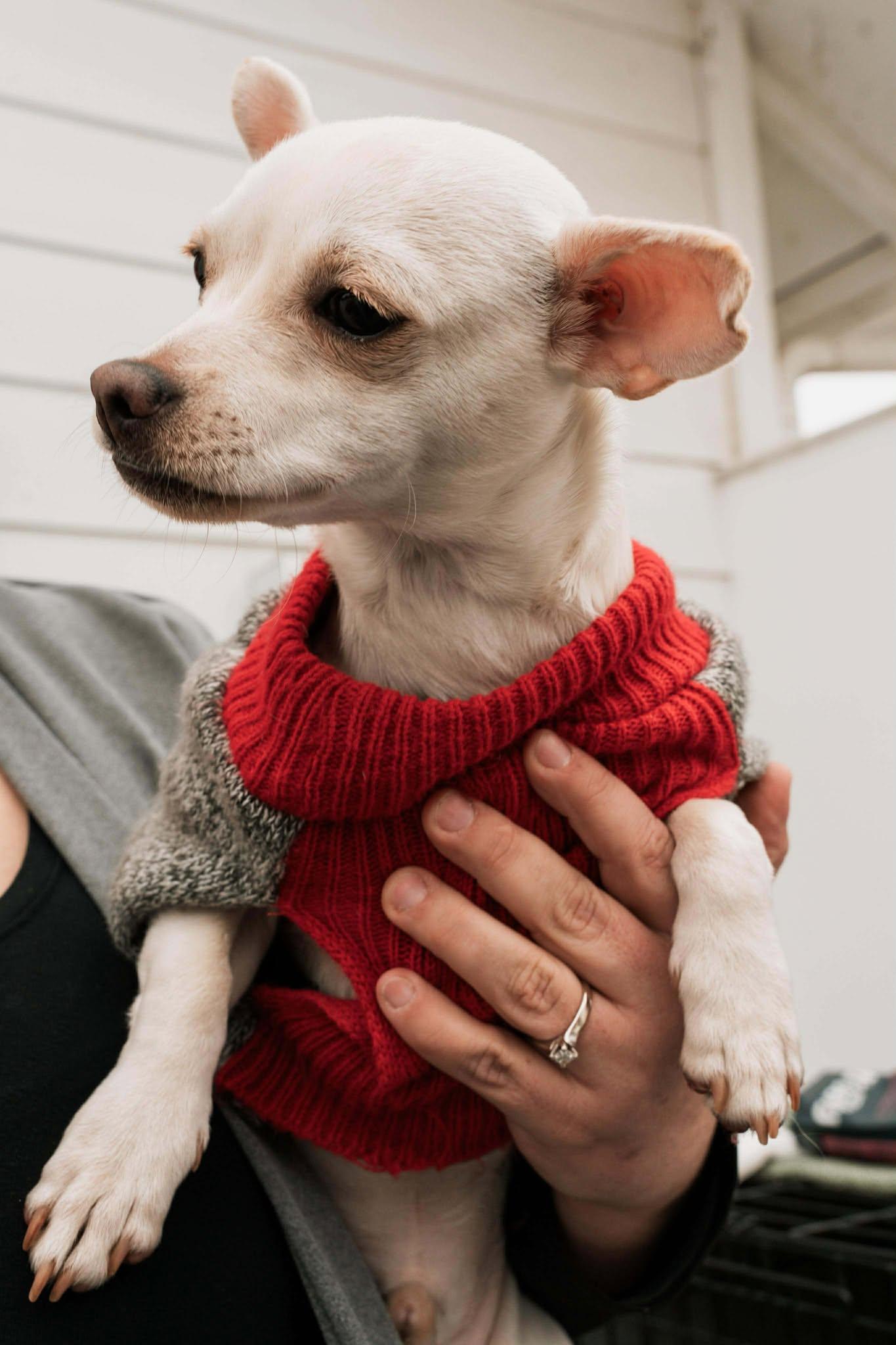 Enlarge Benny, a Adoptable Chihuahua in Visalia, CA image 1/3