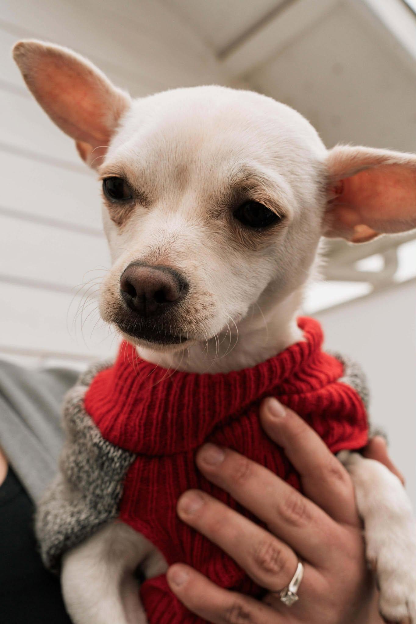 Enlarge Benny, a Adoptable Chihuahua in Visalia, CA image 2/3