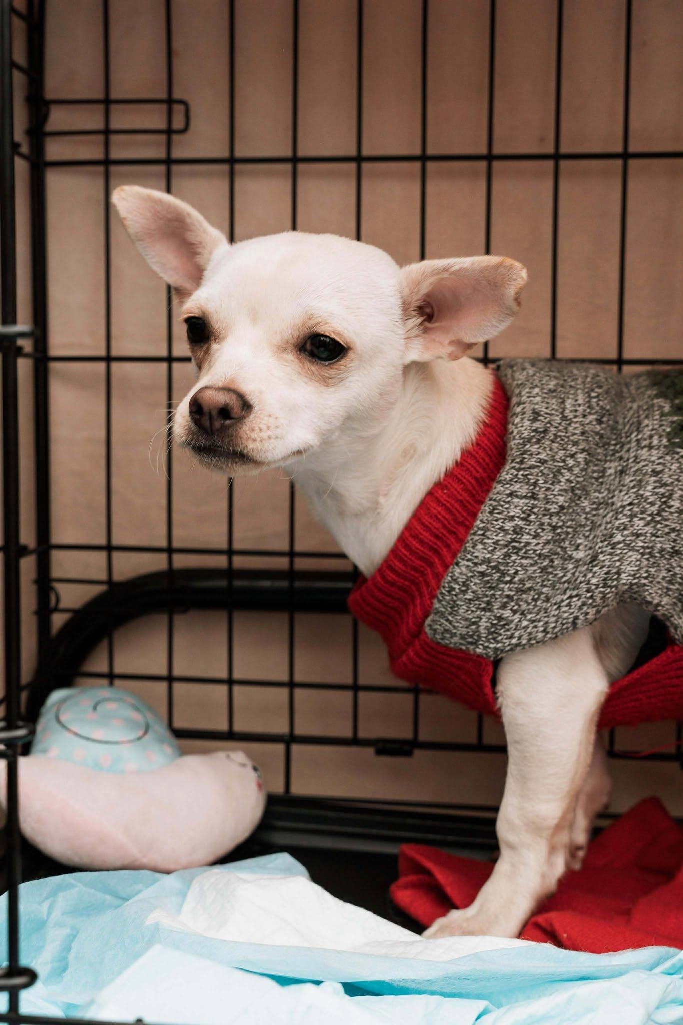Enlarge Benny, a Adoptable Chihuahua in Visalia, CA image 3/3