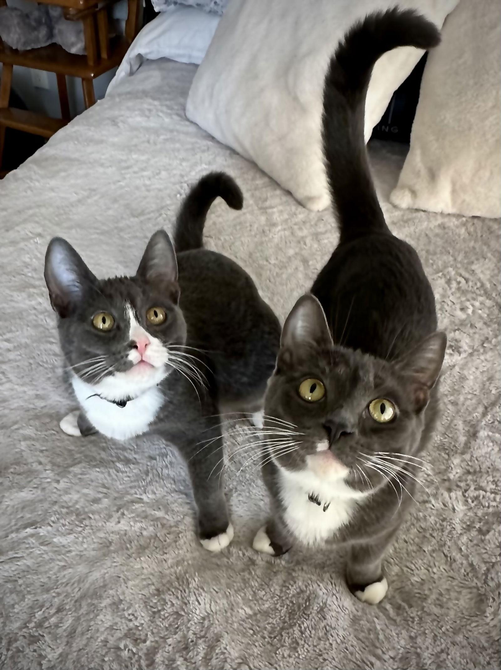 Tom & Jerry, a Adoptable mixed breed in Long Beach, CA image 1/3