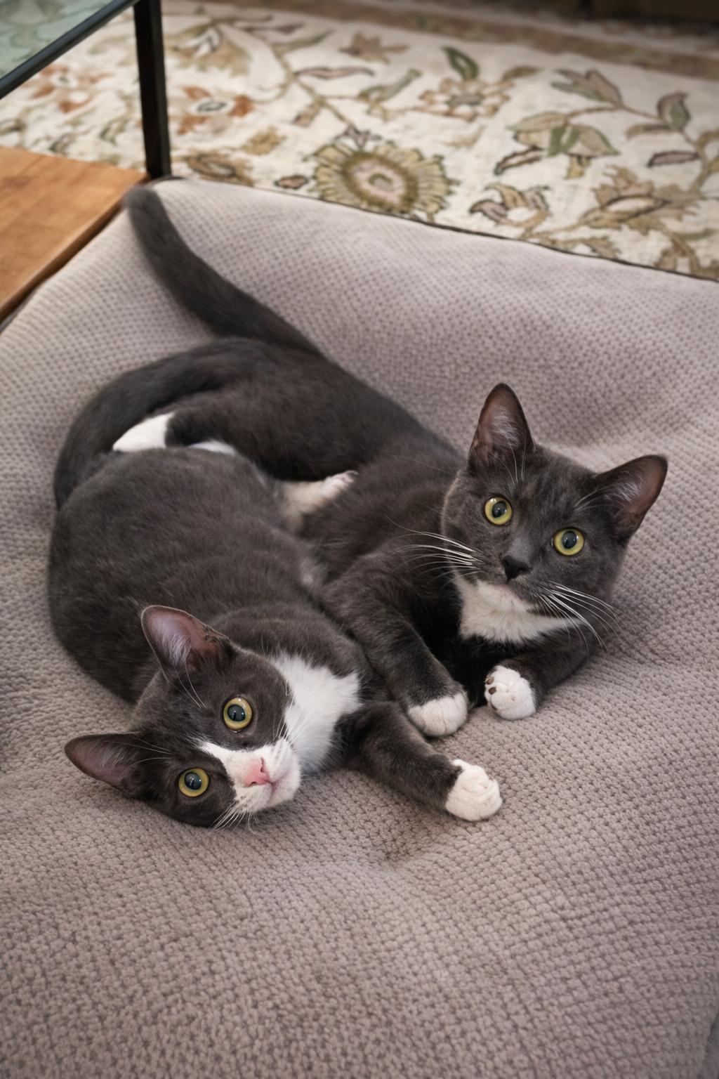 Enlarge Tom & Jerry, a Adoptable mixed breed in Long Beach, CA image 2/3