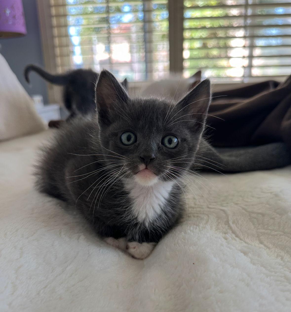 Tom & Jerry, a Adoptable mixed breed in Long Beach, CA image 2/3