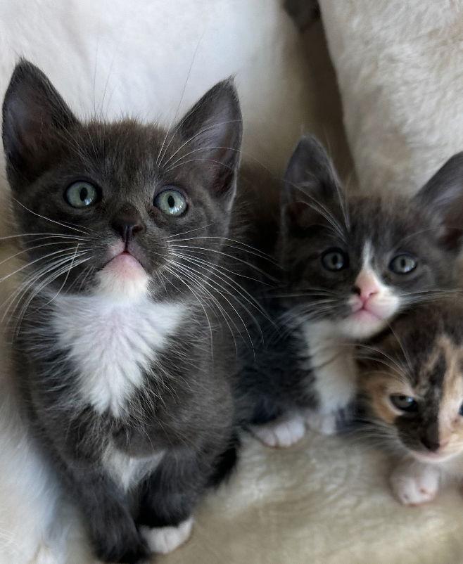 Tom & Jerry, a Adoptable mixed breed in Long Beach, CA image 3/3