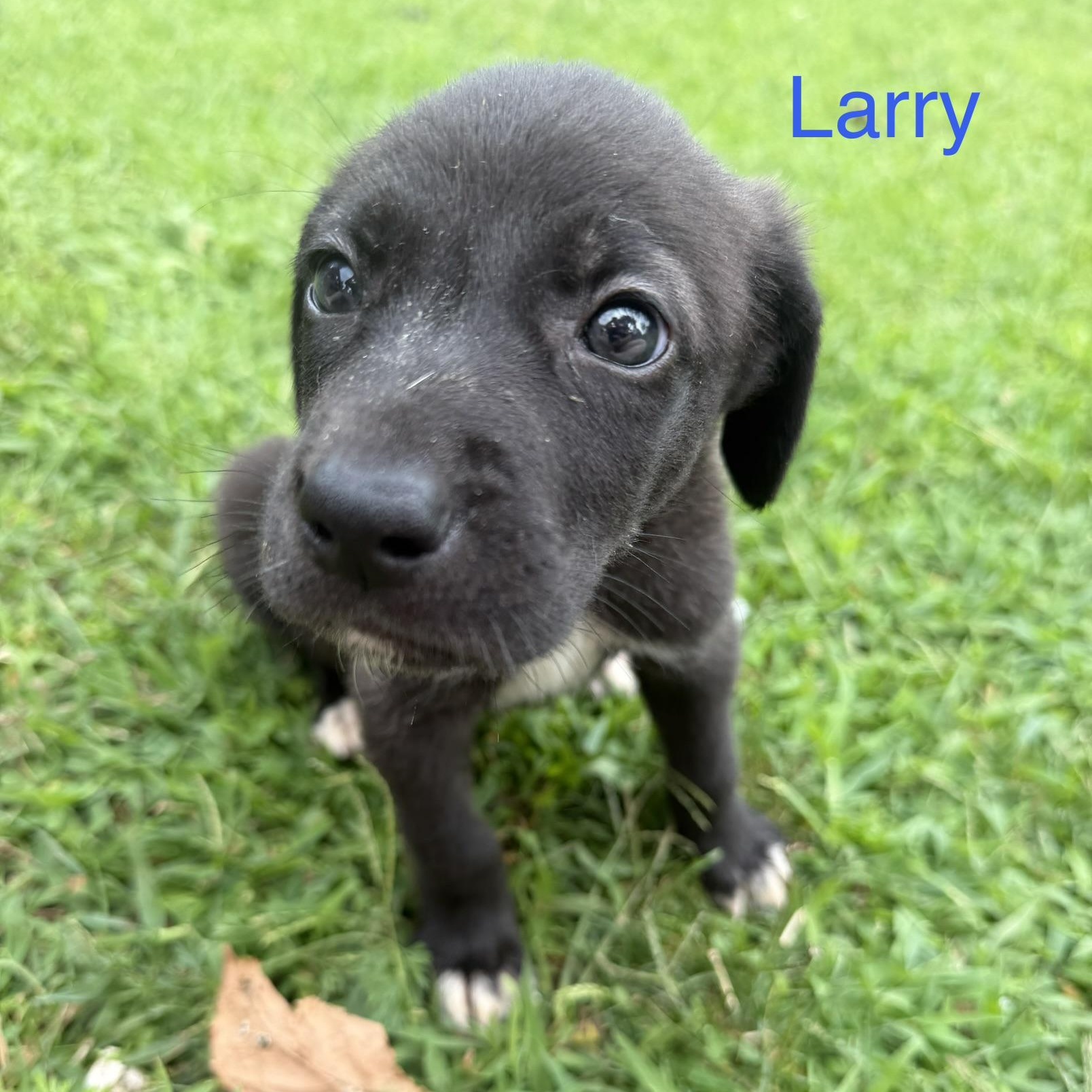 Enlarge Larry, an adopted mixed breed in Davisburg, MI image 2/2