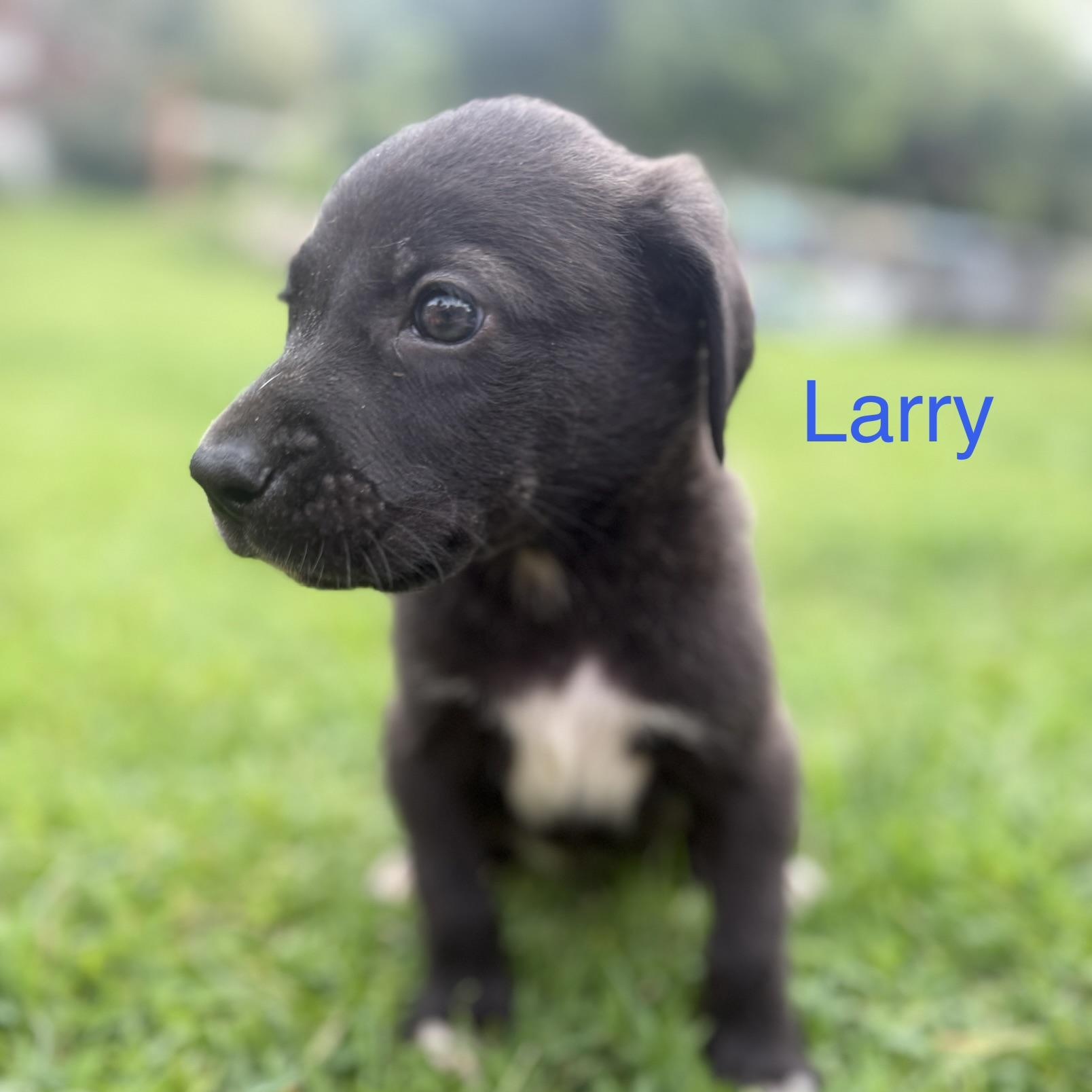 Enlarge Larry, an adopted mixed breed in Davisburg, MI image 1/2