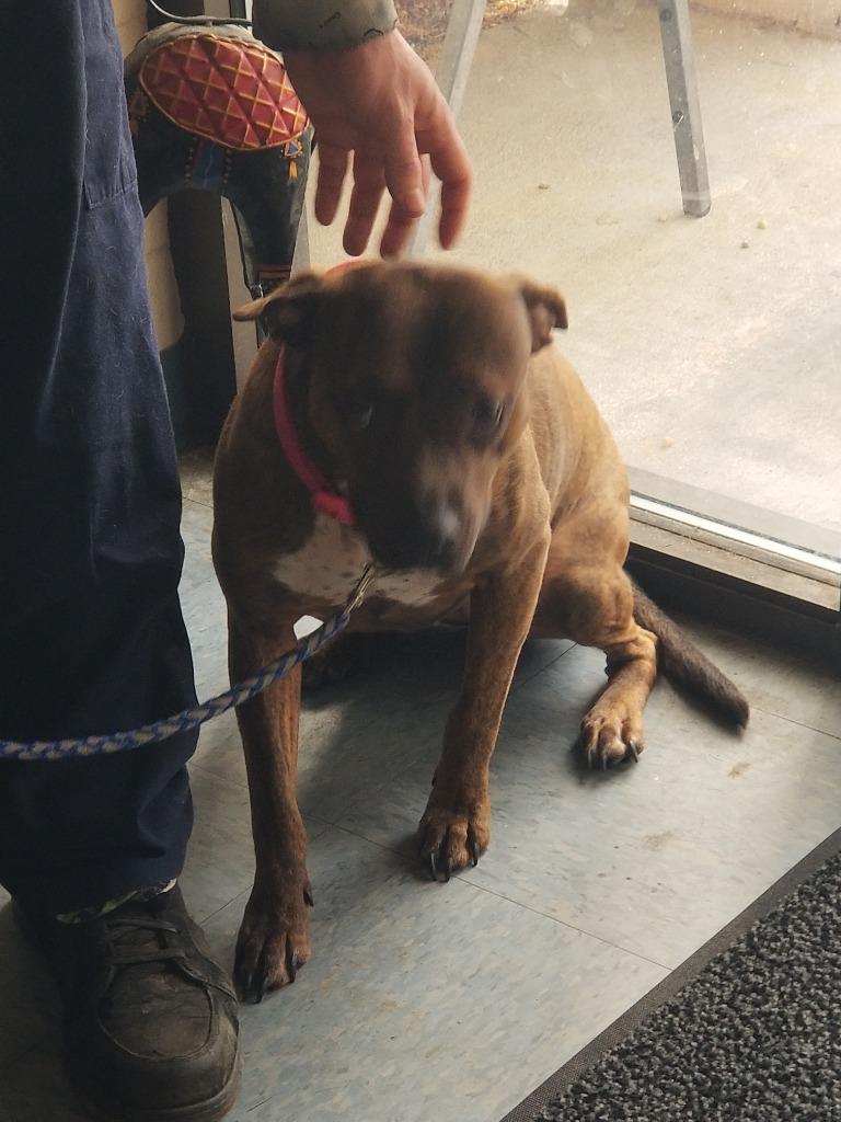 STELLA, Adoptable, Adult Female Mixed Breed.