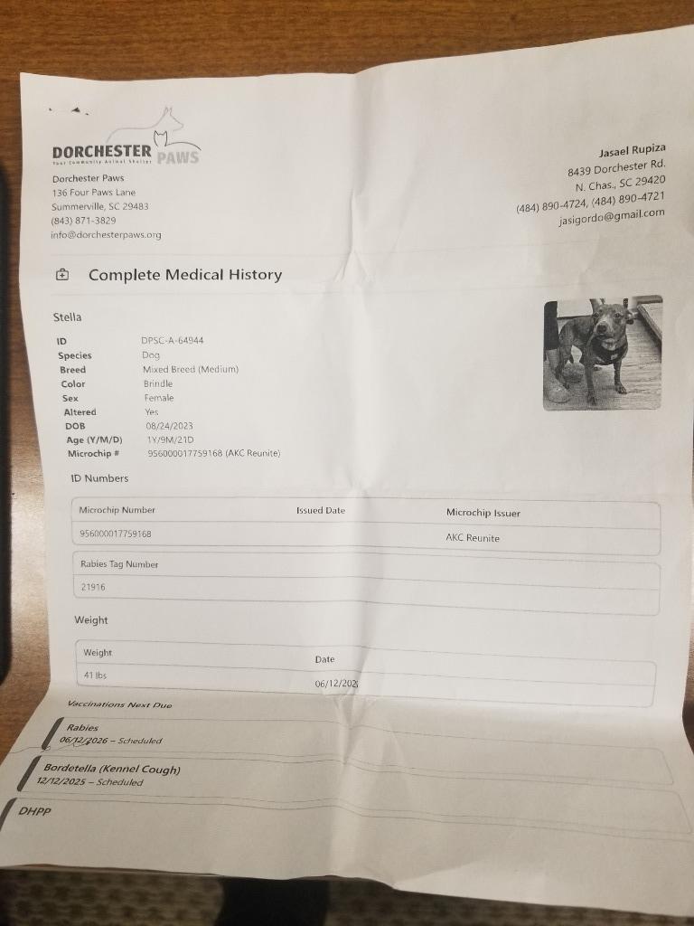 Enlarge STELLA, a Adoptable mixed breed in Effingham, SC image 2/3