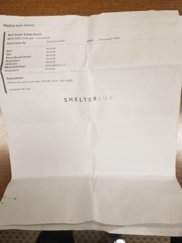 Enlarge STELLA, a Adoptable mixed breed in Effingham, SC image 3/3