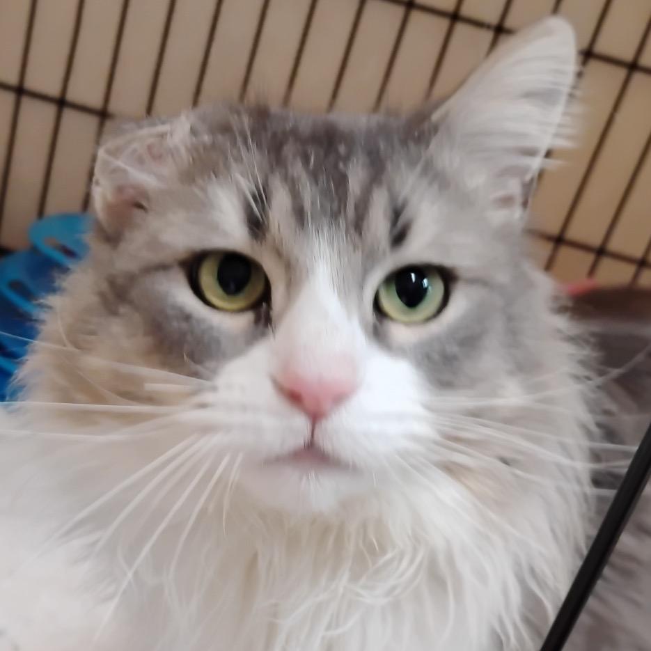 Goblin, Adoptable, Adult Male Domestic Long Hair.