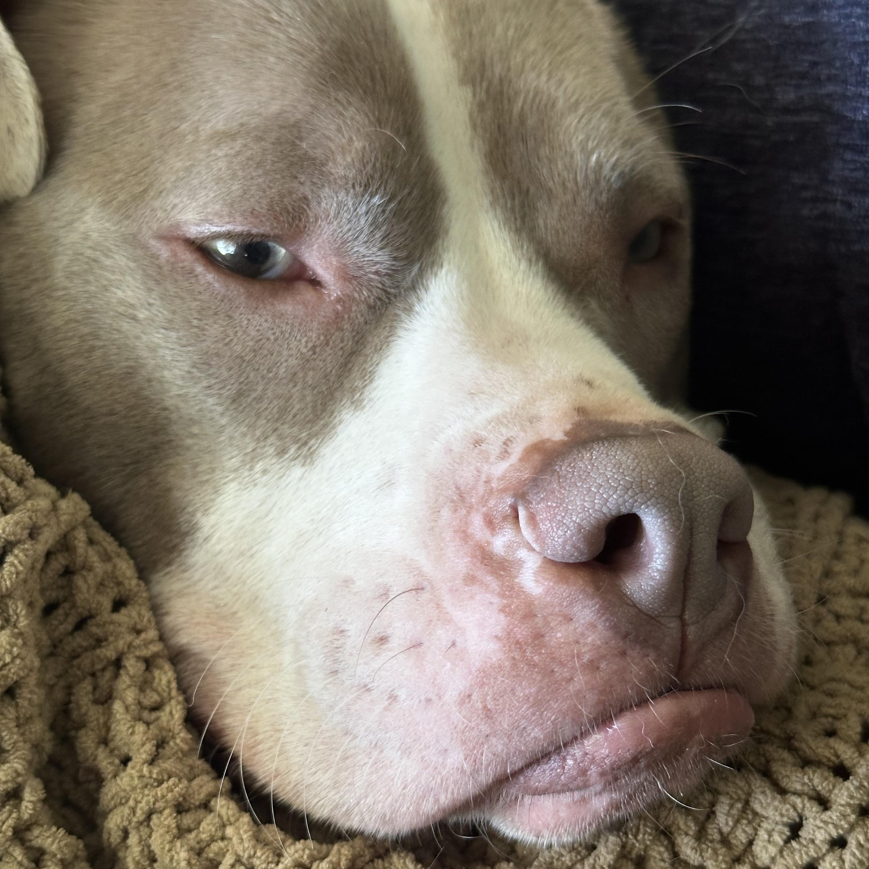 Olivia, a ADOPTABLE mixed breed in Richmond, VA image 3/6