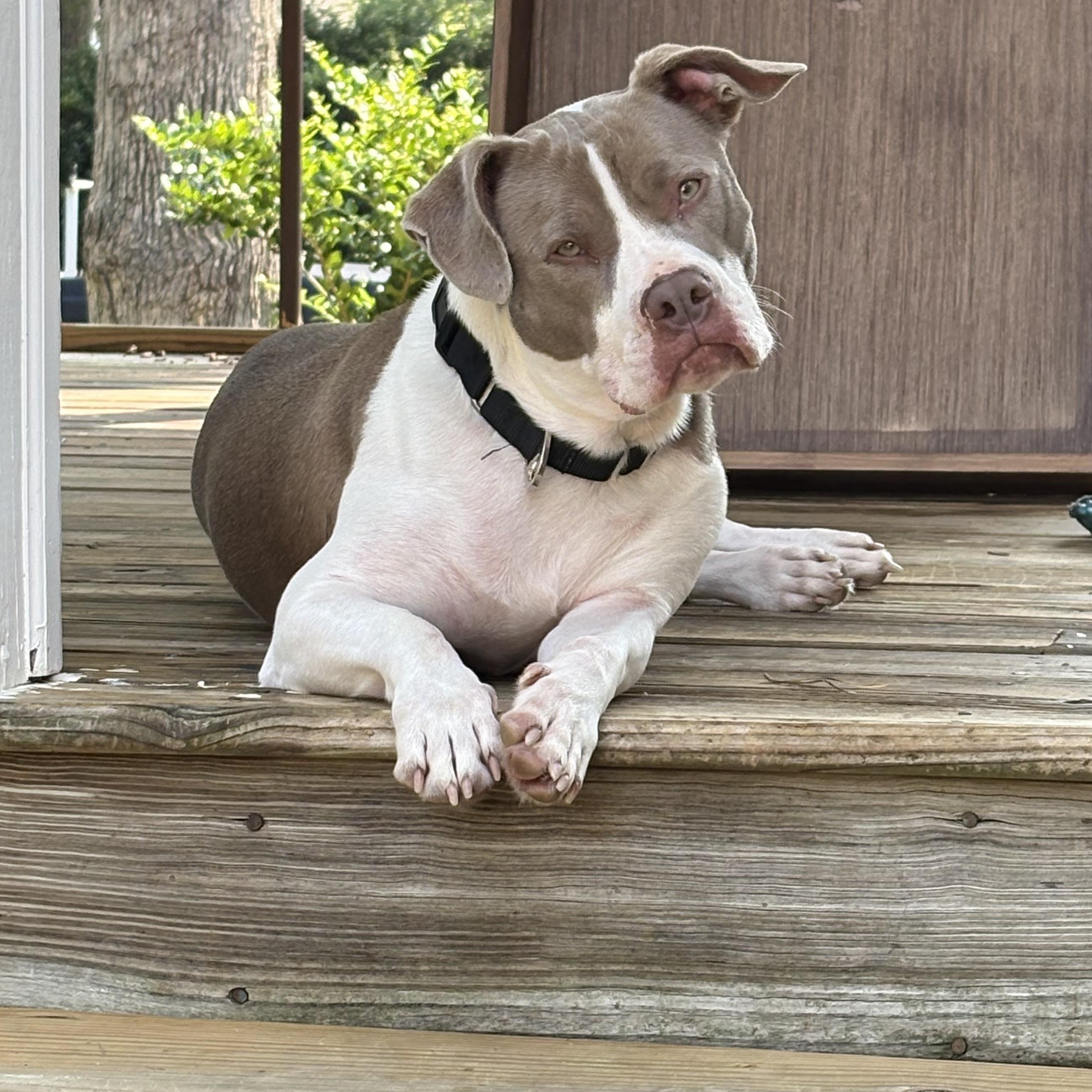Olivia, a ADOPTABLE mixed breed in Richmond, VA image 4/6