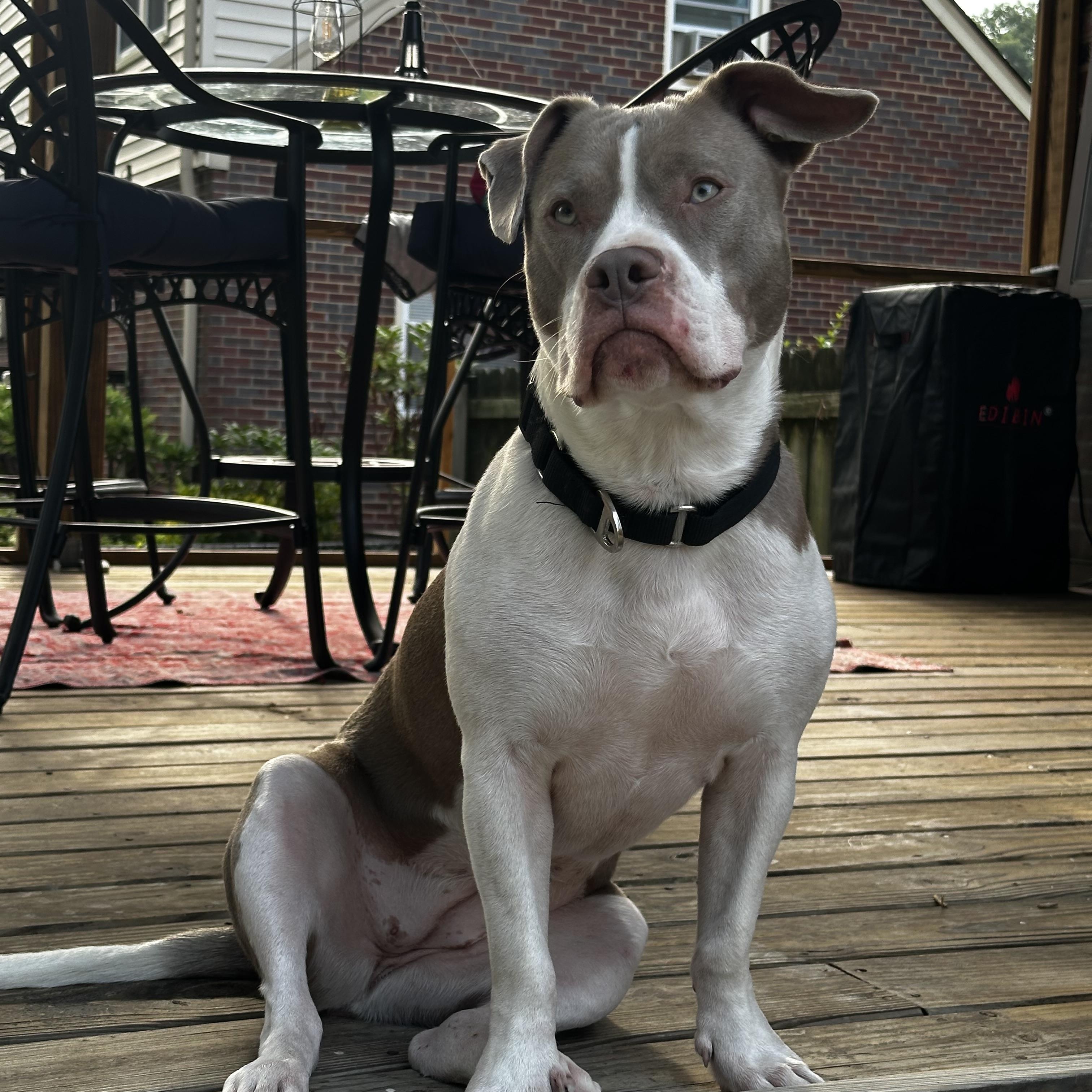 Olivia, a ADOPTABLE mixed breed in Richmond, VA image 6/6
