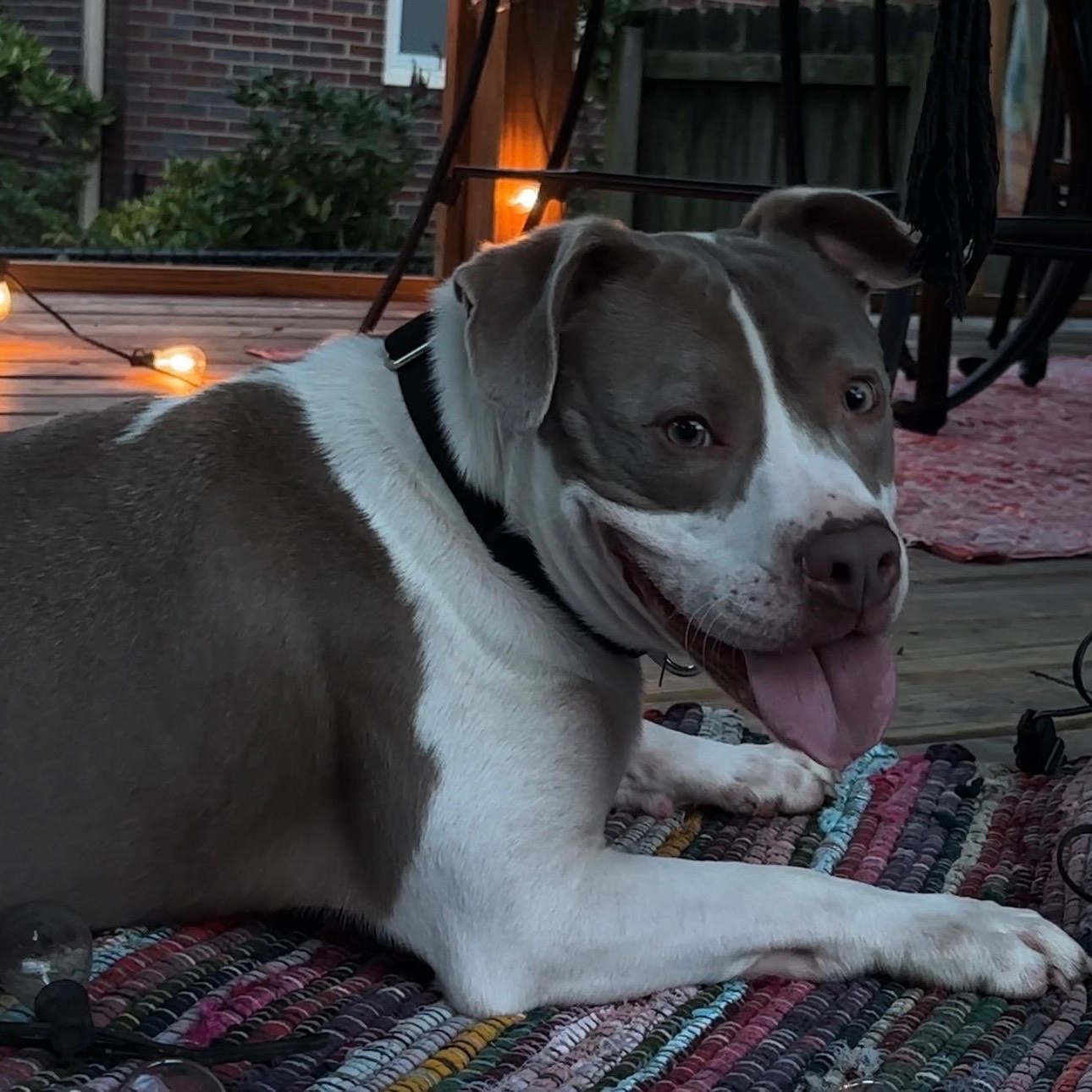 Olivia, a ADOPTABLE mixed breed in Richmond, VA image 5/6