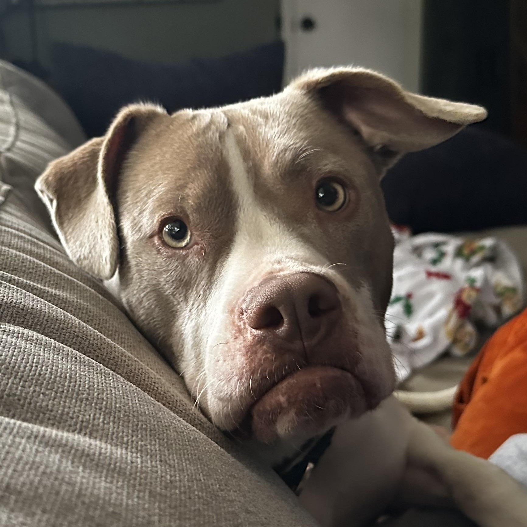 Olivia, ADOPTABLE, Adult Female Pit Bull Terrier.