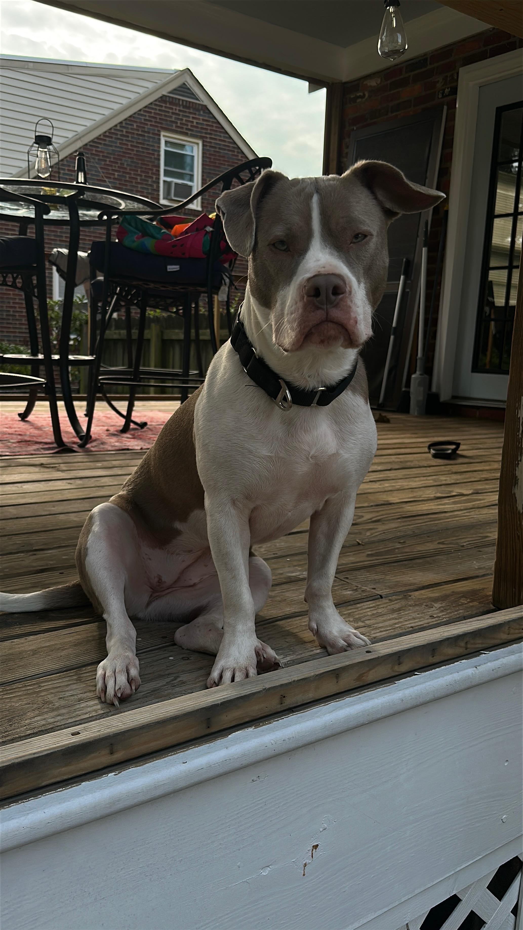 Olivia, a ADOPTABLE mixed breed in Richmond, VA image 2/6