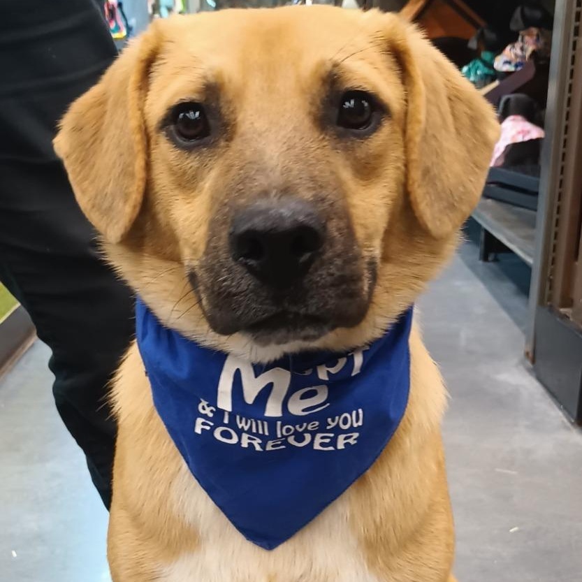 Enlarge Bamboo, a ADOPTABLE mixed breed in San Diego, CA image 1/6