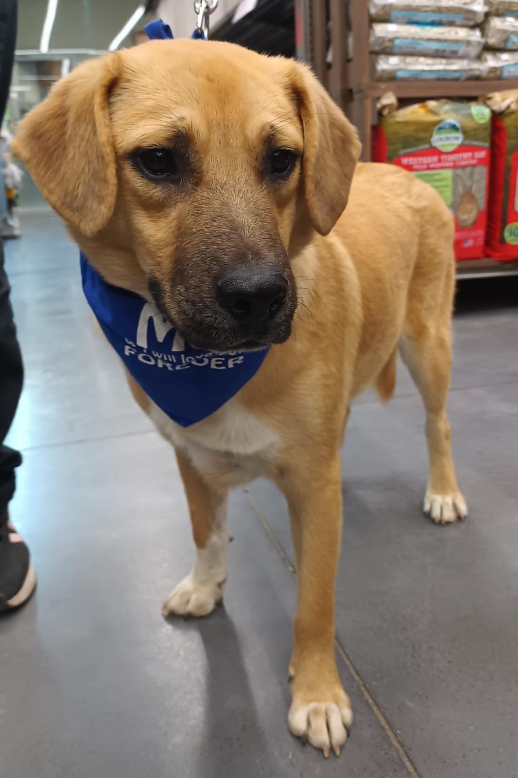 Enlarge Bamboo, a ADOPTABLE mixed breed in San Diego, CA image 2/6
