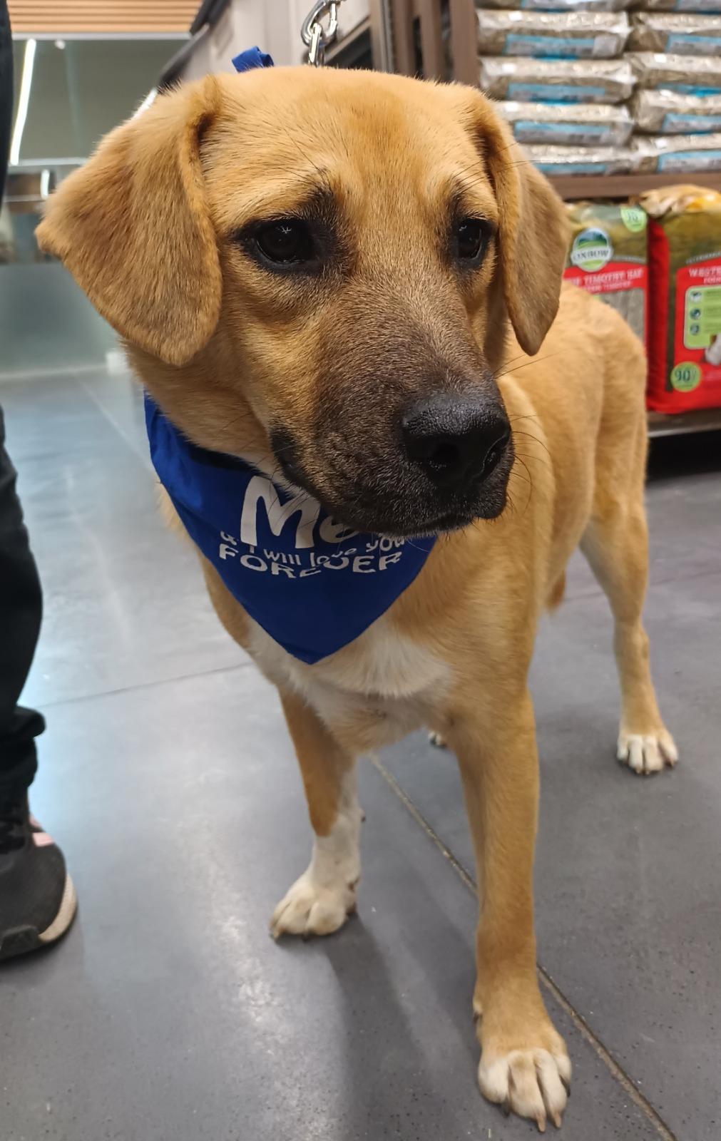 Enlarge Bamboo, a ADOPTABLE mixed breed in San Diego, CA image 5/6