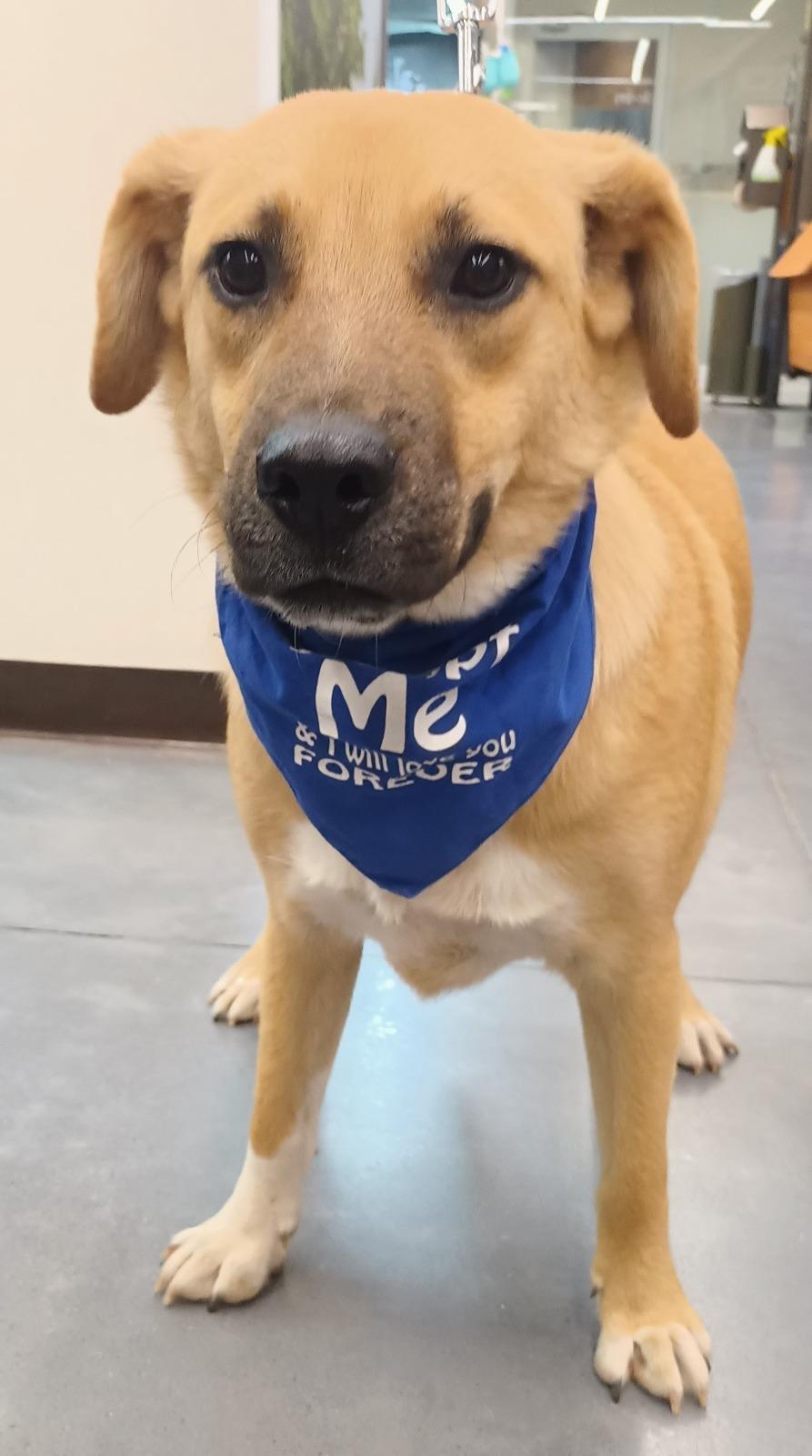 Enlarge Bamboo, a ADOPTABLE mixed breed in San Diego, CA image 3/6