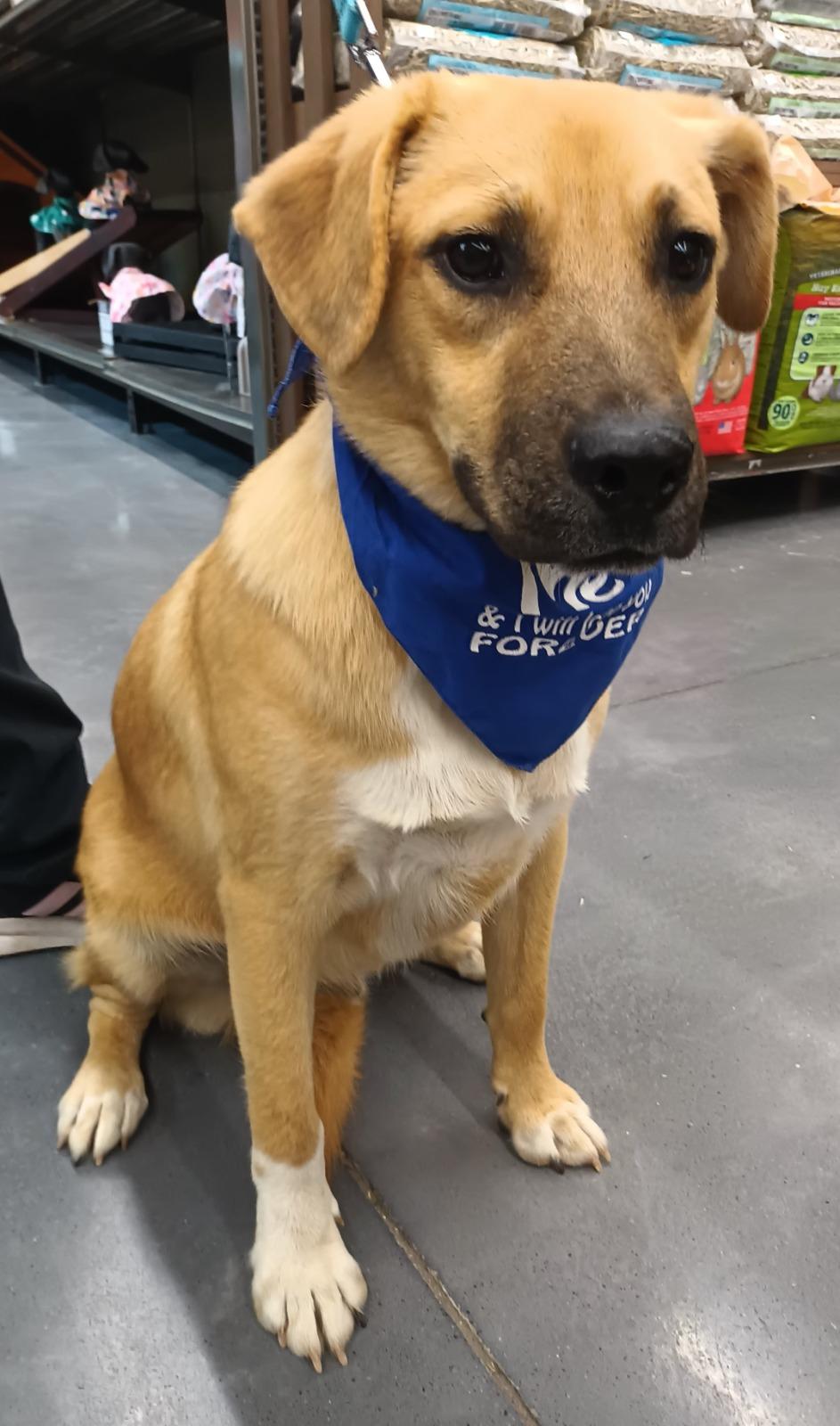 Enlarge Bamboo, a ADOPTABLE mixed breed in San Diego, CA image 6/6