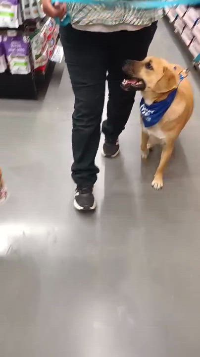 Enlarge Bamboo, a ADOPTABLE mixed breed in San Diego, CA video 4/6