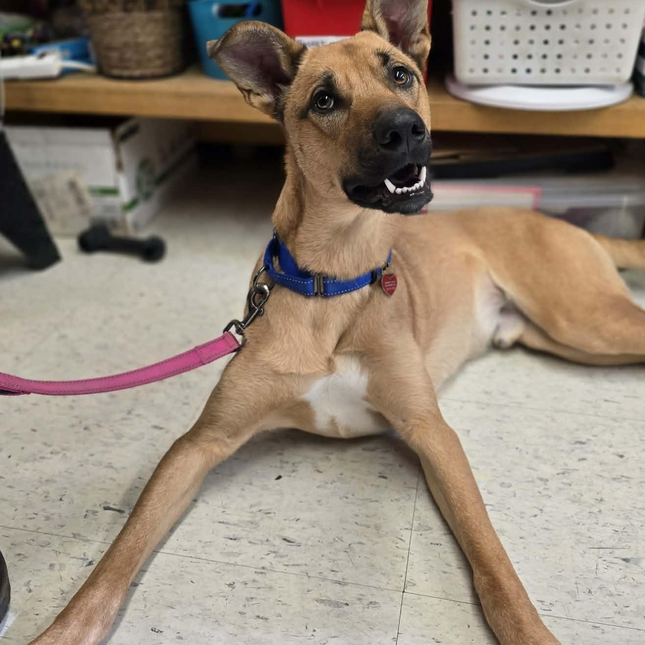 Enlarge Bleachers, an adoptable mixed breed in Grants Pass, OR image 3/3