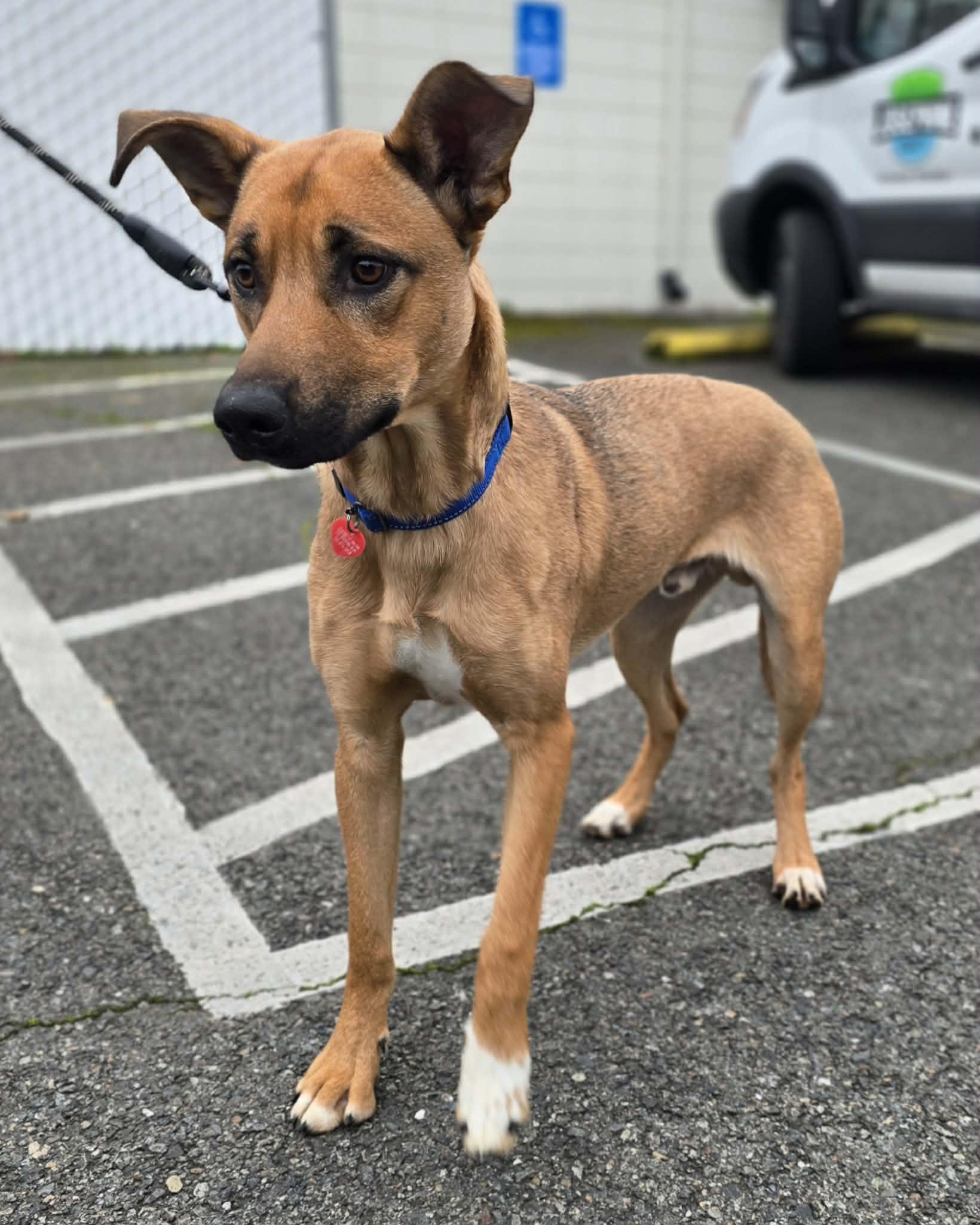 Enlarge Bleachers, an adoptable mixed breed in Grants Pass, OR image 2/3