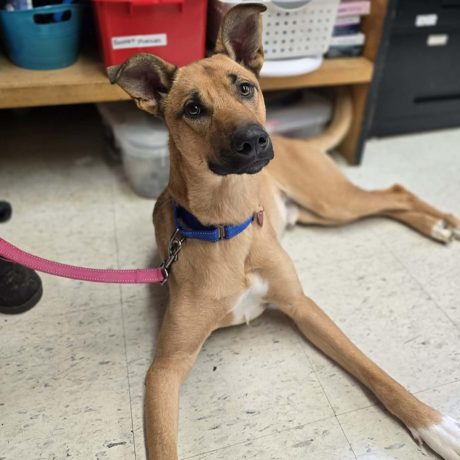Bleachers, adoptable, Young Male Shepherd & Mixed Breed.