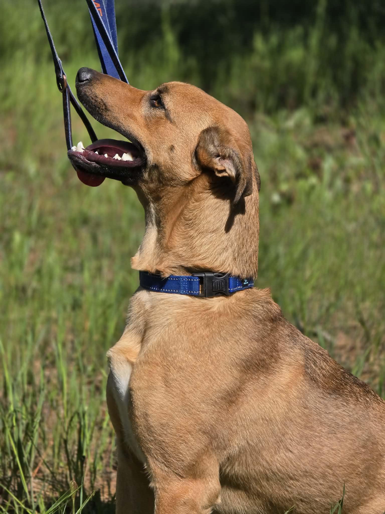Enlarge Bleachers, an adoptable mixed breed in Grants Pass, OR image 6/6