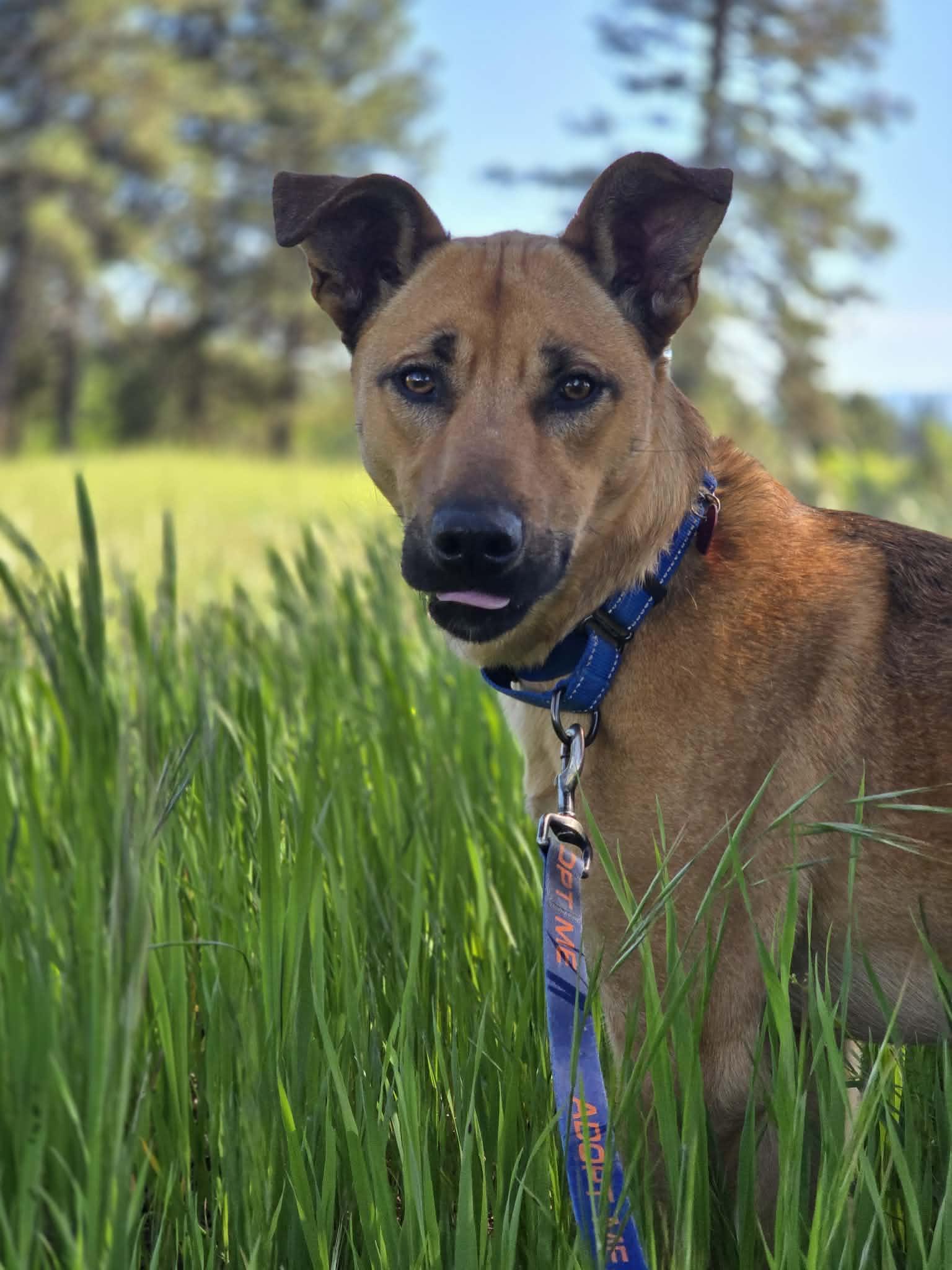 Enlarge Bleachers, an adoptable mixed breed in Grants Pass, OR image 5/6