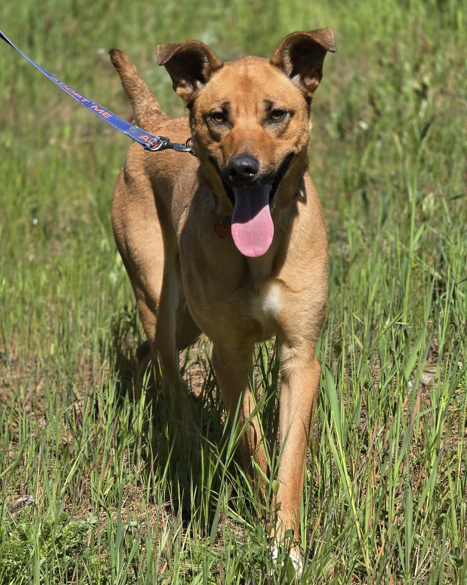 Enlarge Bleachers, an adoptable mixed breed in Grants Pass, OR image 2/6