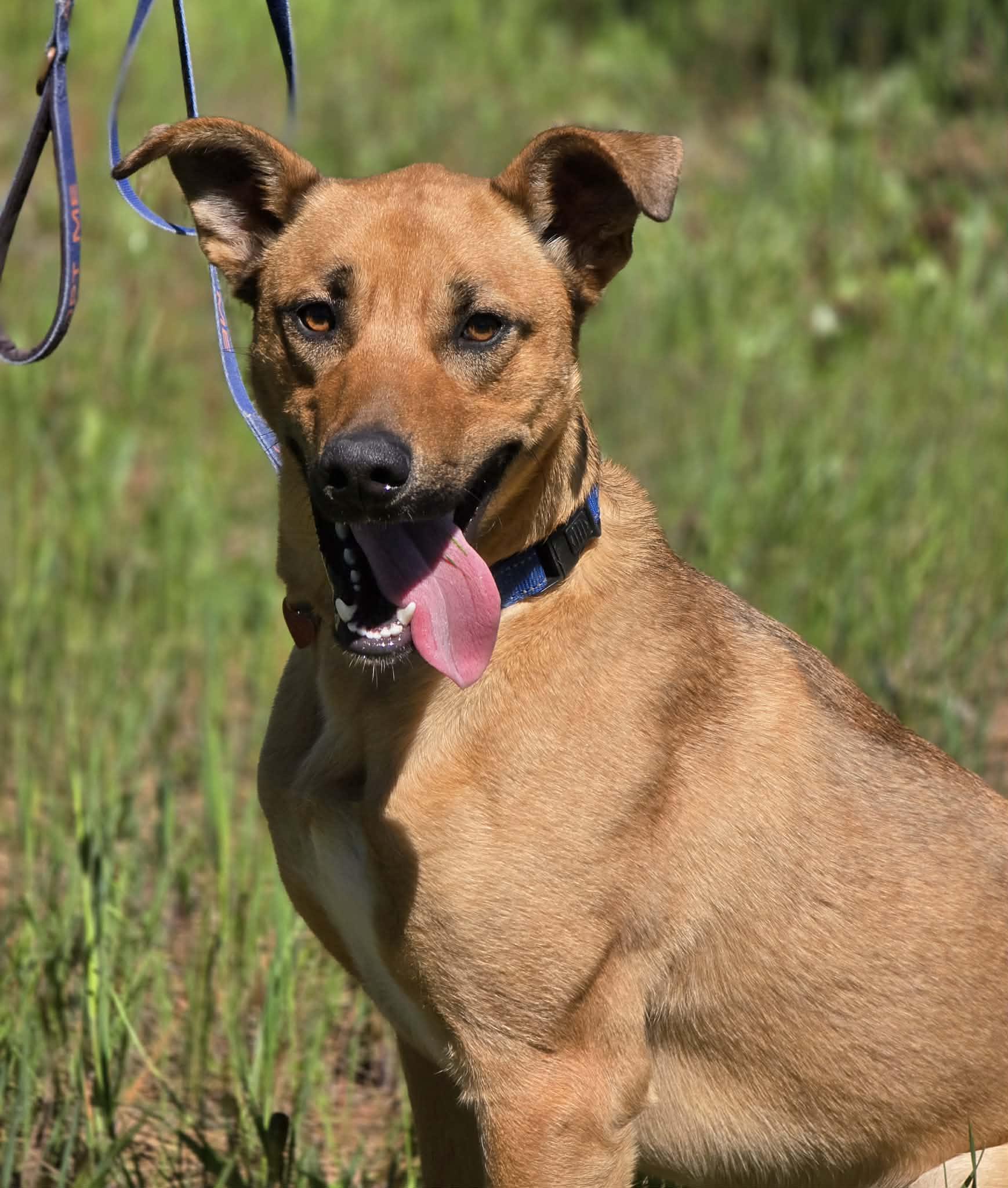Enlarge Bleachers, an adoptable mixed breed in Grants Pass, OR image 4/6