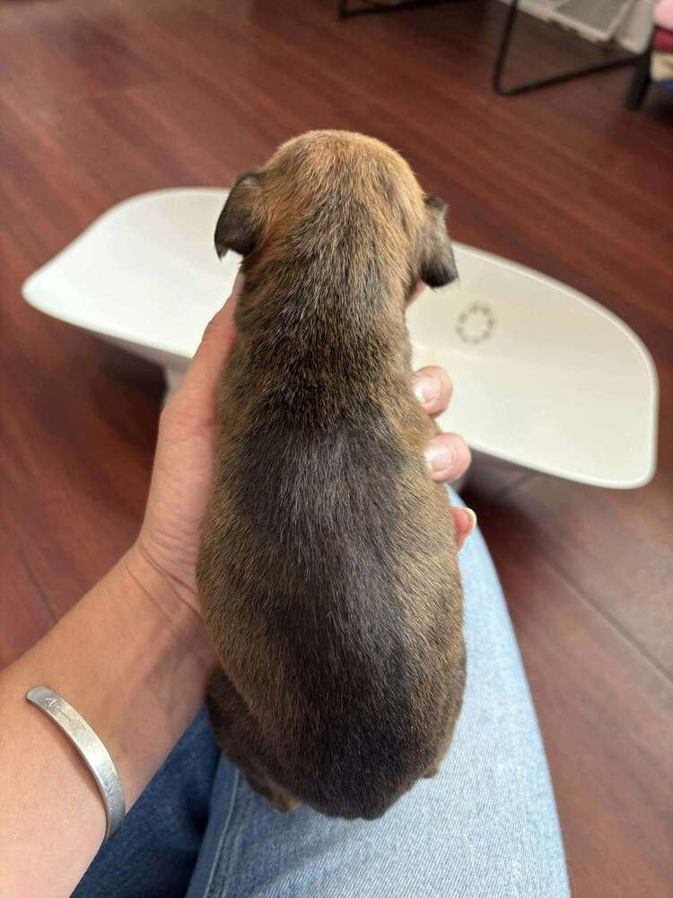 Snoop Dogg, Adoptable, Puppy Male Mixed Breed.