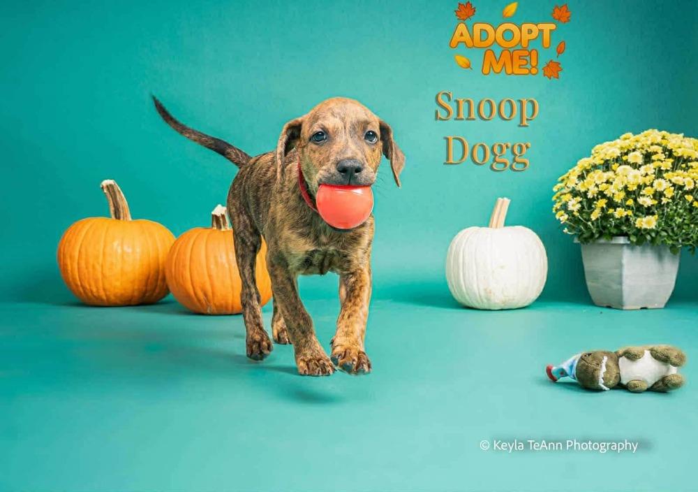Enlarge Snoop Dogg, a Adoptable mixed breed in Statesboro, GA image 2/6