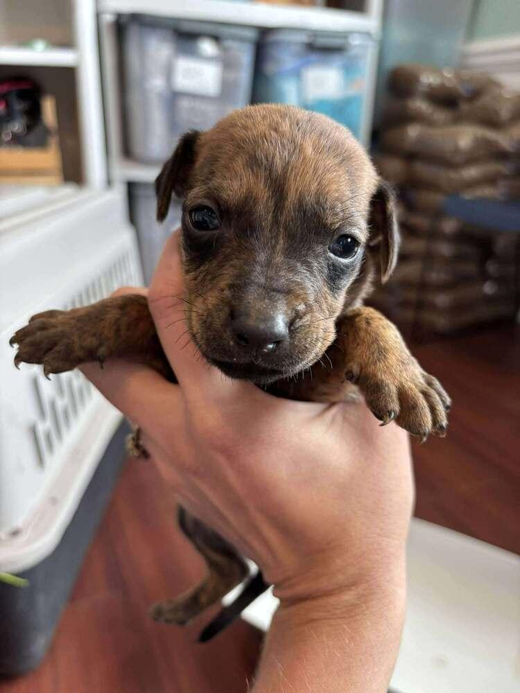 Enlarge Snoop Dogg, a Adoptable mixed breed in Statesboro, GA image 3/6