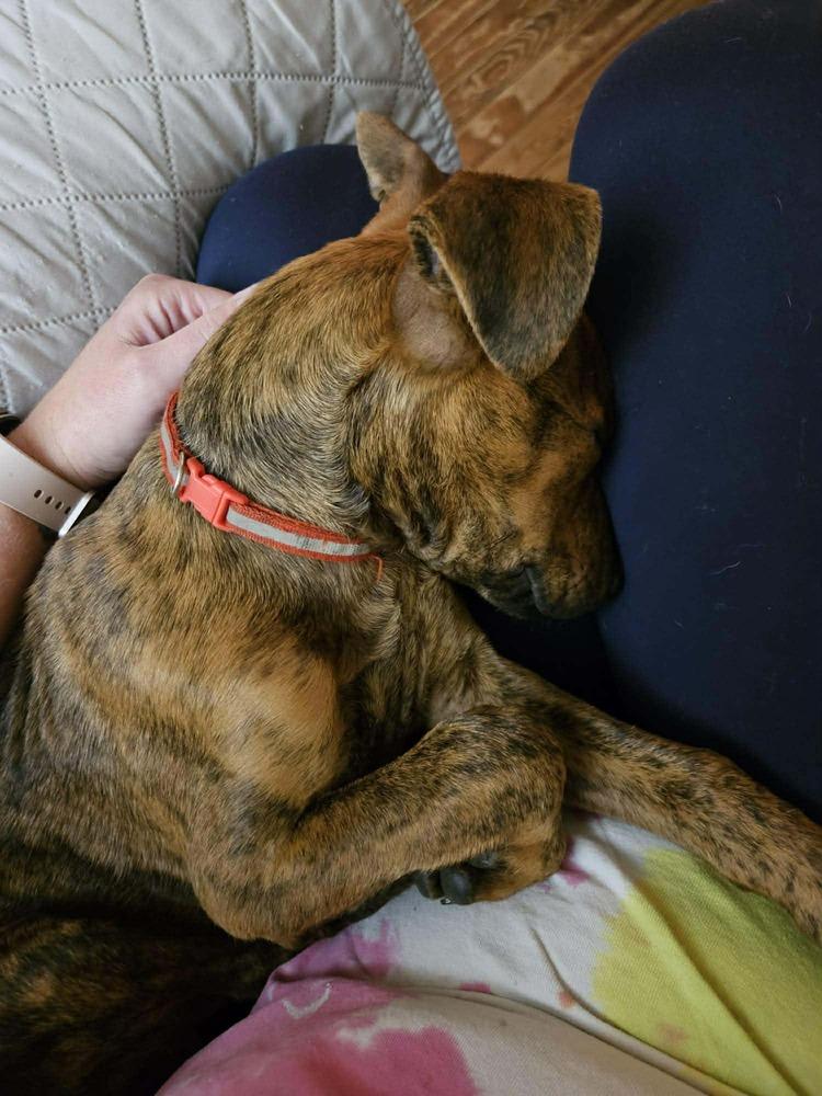 Enlarge Snoop Dogg, a Adoptable mixed breed in Statesboro, GA image 4/6