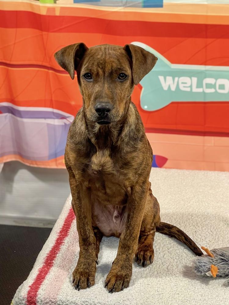 Enlarge Snoop Dogg, a Adoptable mixed breed in Statesboro, GA image 5/6