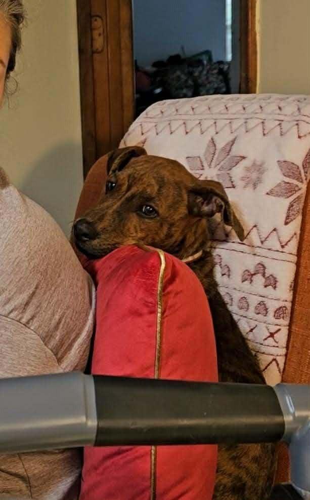 Enlarge Snoop Dogg, a Adoptable mixed breed in Statesboro, GA image 6/6