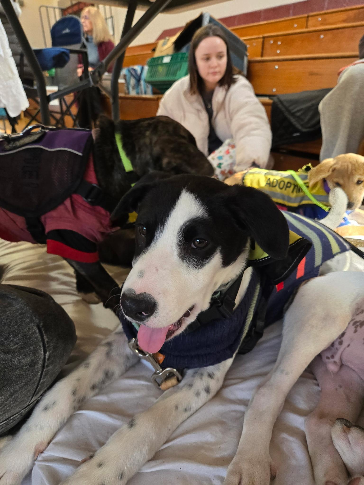 Nate, a Adoptable mixed breed image 2/6